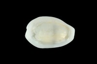 藏品(黃寶螺)的圖片